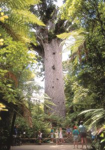 Tāne Mahuta